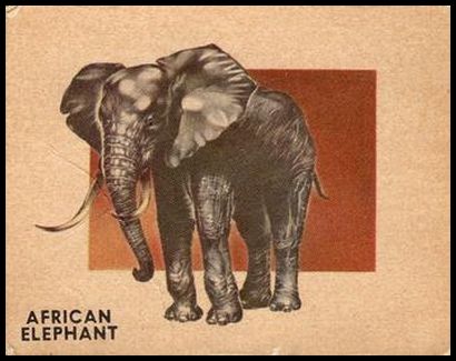 170 African Elephant